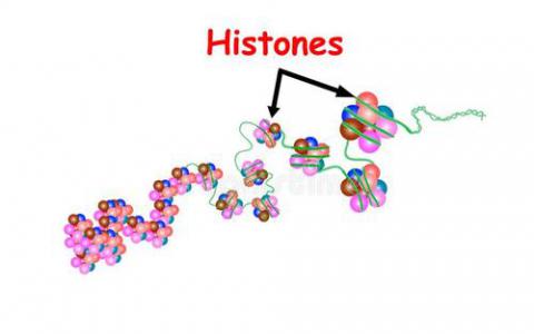 組蛋白基因組穩(wěn)定性的守護(hù)者