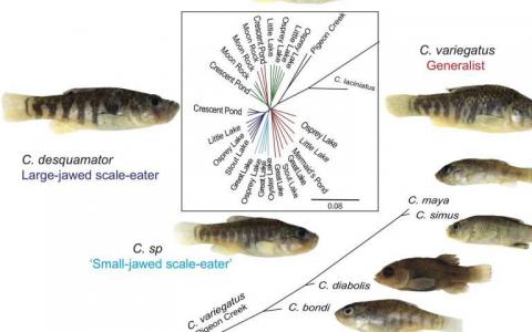 San Salvador pupfish從島魚中獲得了遺傳變異以便食用新的食物