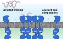 分子生物學家發(fā)現(xiàn)膜脂在健康和疾病中的積極作用