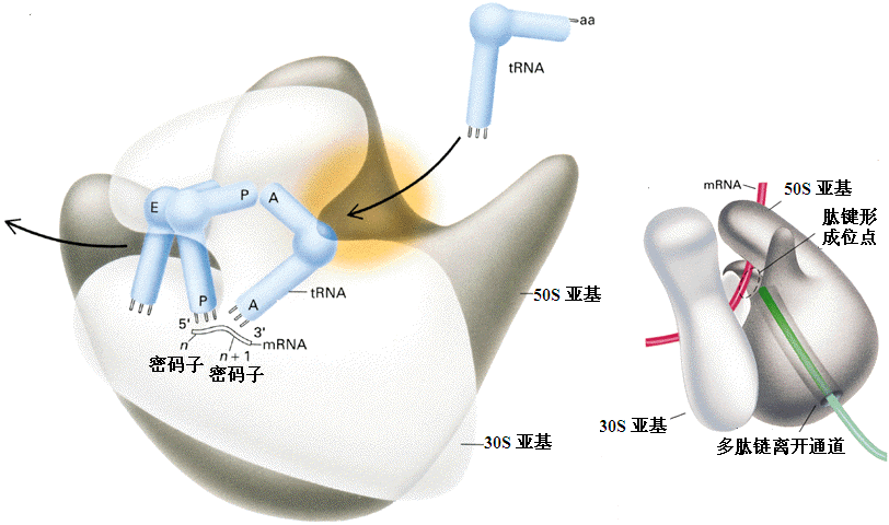 自我生產(chǎn)的優(yōu)化可以解釋核糖體的神秘特征