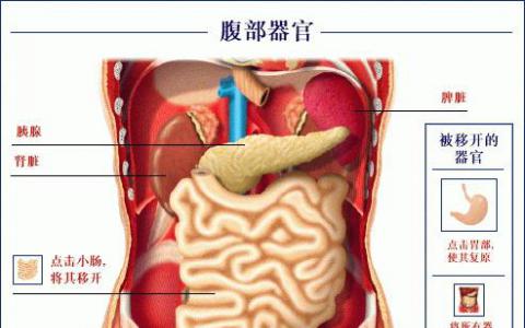 用于產(chǎn)生可再生類器官的新方法