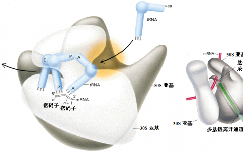 自我生產的優(yōu)化可以解釋核糖體的神秘特征