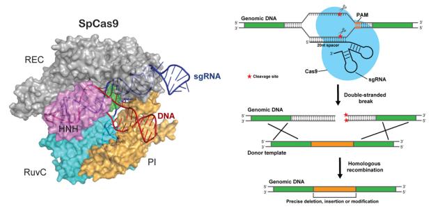 抗CRISPR蛋白降低CRISPR-Cas9的脫靶副作用