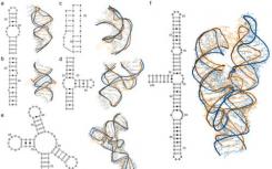 三維治療疾病-超級(jí)計(jì)算機(jī)有助于解碼RNA結(jié)構(gòu)