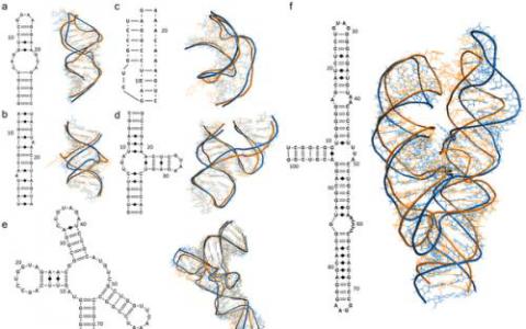 三維治療疾病-超級計算機有助于解碼RNA結構