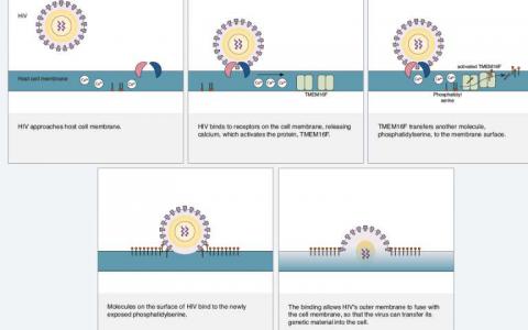 艾滋病毒劫持表面分子侵入細胞