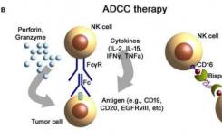 先天免疫受體操縱可能導(dǎo)致新的癌癥治療
