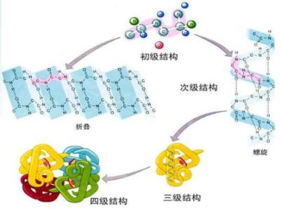 研究人員探測蛋白質(zhì)多樣性