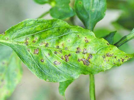 海水淡化植物的新鮮外觀揭示了細(xì)菌塊