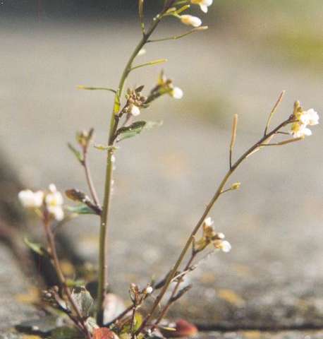 對(duì)植物激素的更深入了解導(dǎo)致干細(xì)胞生長(zhǎng)芽