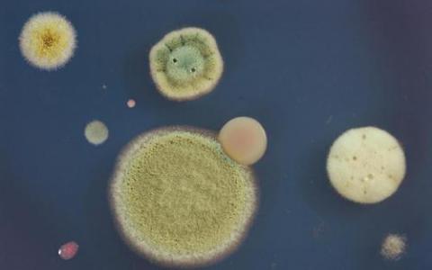 Berkeley Lights和Amyris合作改進微生物菌株的檢測