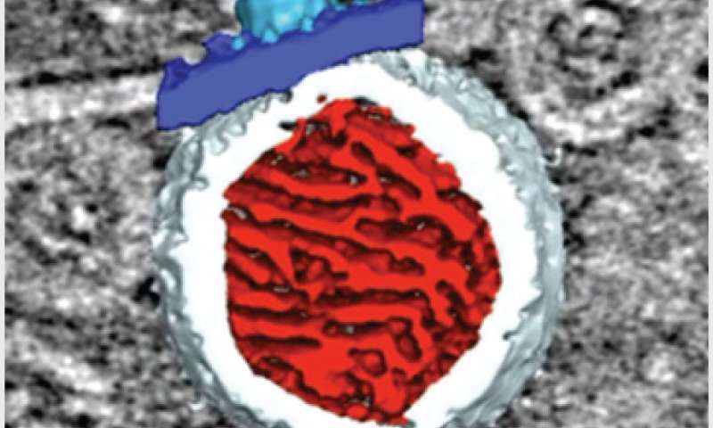 科學家闡明了對病毒復制至關重要的結構