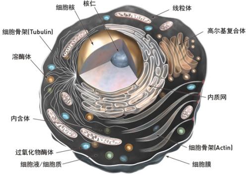 研究揭示了細(xì)菌細(xì)胞器如何組裝