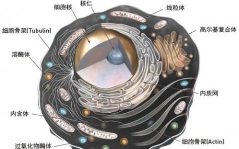 研究揭示了細菌細胞器如何組裝