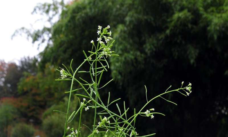 研究人員發(fā)現(xiàn)了一種改變細(xì)胞在植物中分裂方式的調(diào)節(jié)途徑