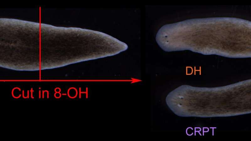 研究人員揭示了生物電模式指導(dǎo)了受傷后蠕蟲的再生體計(jì)劃