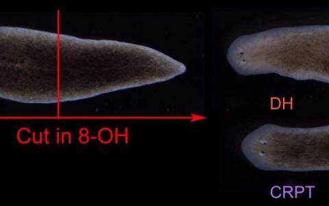 研究人員揭示了生物電模式指導了受傷后蠕蟲的再生體計劃