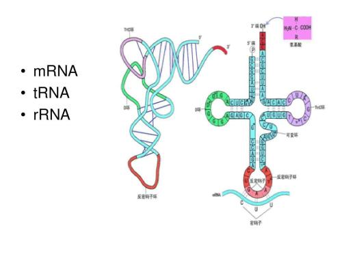 DNA顯微鏡在空間上映射細(xì)胞和組織中的DNA和其他生物分子