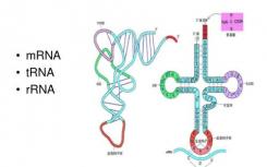 DNA顯微鏡在空間上映射細(xì)胞和組織中的DNA和其他生物分子