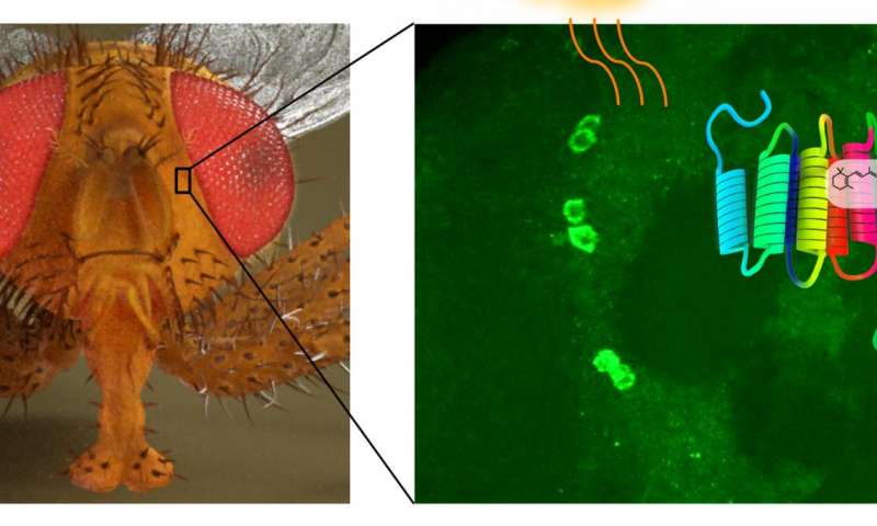 在果蠅大腦中發(fā)現(xiàn)了新的光敏分子