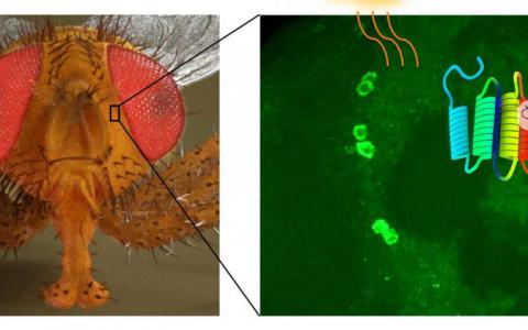 在果蠅大腦中發(fā)現(xiàn)了新的光敏分子