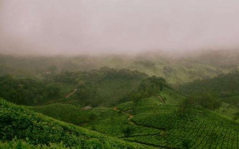 科學(xué)家已經(jīng)繪制了茶的DNA圖譜-它可以避免一場未決的危機