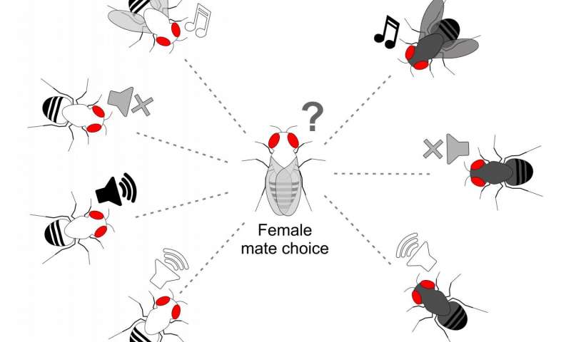 果蠅buzzatii果蠅雌性可以使用求愛歌曲來挑選同種配偶