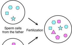 發(fā)現(xiàn)導致受精卵不對稱分裂的父母因素