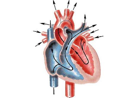 科學(xué)家研究了從健康心臟到心力衰竭過渡的基因組支柱