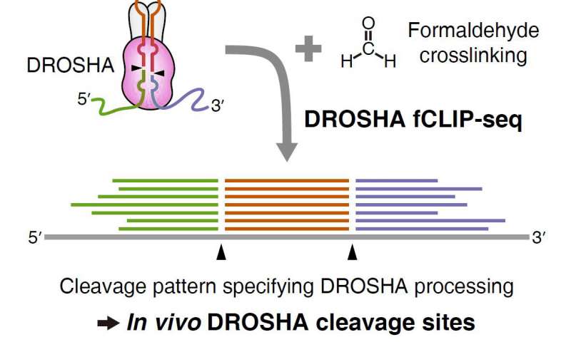 科學(xué)家開發(fā)了一種新方法來(lái)了解DROSHA蛋白切割的位置和位置