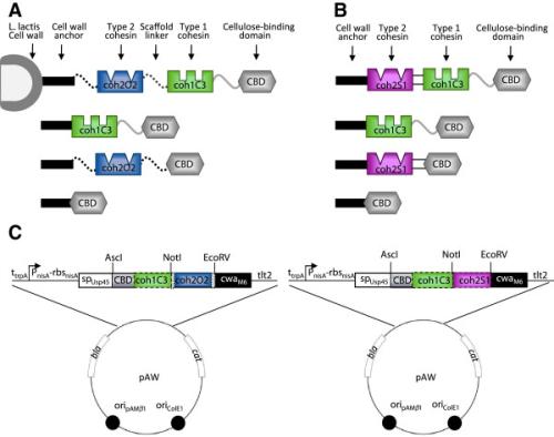 循環(huán)基因組如何使用cohesin