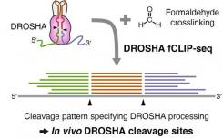 科學(xué)家開發(fā)了一種新方法來(lái)了解DROSHA蛋白切割的位置和位置