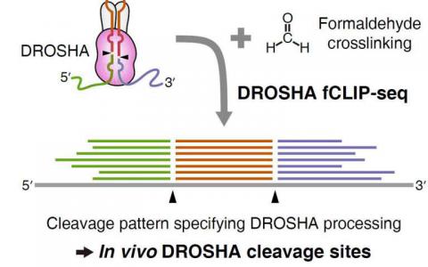 科學(xué)家開發(fā)了一種新方法來了解DROSHA蛋白切割的位置和位置