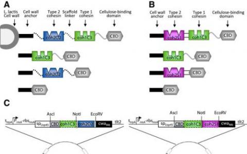 循環(huán)基因組如何使用cohesin