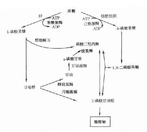 糖醛酸途徑中的代謝中間體損害肺癌轉(zhuǎn)移