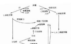 糖醛酸途徑中的代謝中間體損害肺癌轉(zhuǎn)移