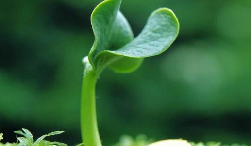 生物傳感器可以識別和量化一種鮮為人知的植物激素類的活性