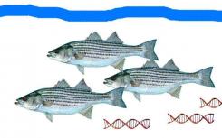 自由浮動(dòng)的eDNA識別海洋生物的存在和豐富