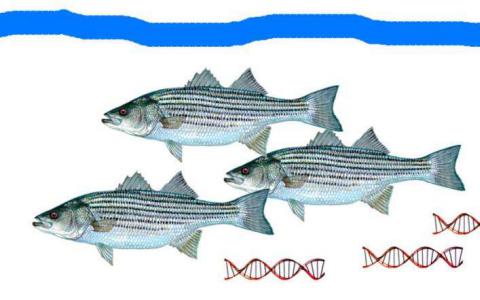 自由浮動(dòng)的eDNA識(shí)別海洋生物的存在和豐富