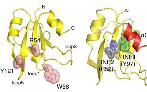 研究揭示了RNA結(jié)合蛋白的多任務(wù)秘密