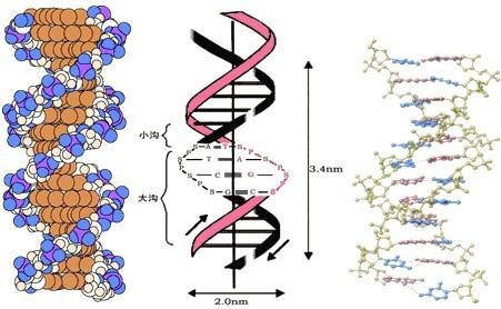 DNA組裝成納米結(jié)構(gòu) 如管和折紙形狀