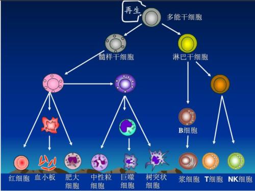 新研究可能會改變我們對干細胞如何分化的理解