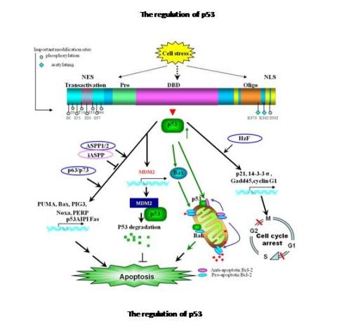 研究鑒定了與調節(jié)基因p53的過程相互作用的蛋白質