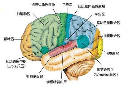 研究揭示了大腦的基本結(jié)構(gòu)是如何形成的