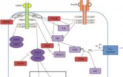 在leptin基因中發(fā)現(xiàn)了新的突變