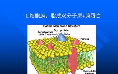 研究人員研究了細菌膜蛋白的運輸機制