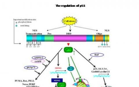 研究鑒定了與調(diào)節(jié)基因p53的過程相互作用的蛋白質(zhì)