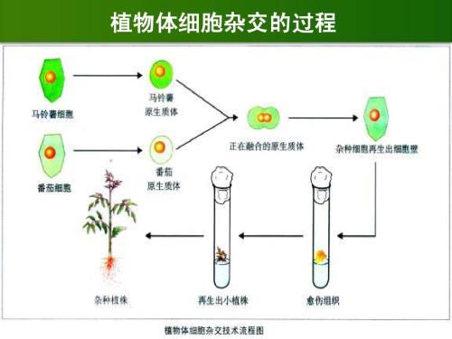 發(fā)育中的脊椎動(dòng)物的性腺中的體細(xì)胞為生殖細(xì)胞提供激素等提示