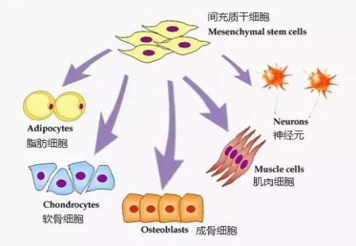 研究人員在干細(xì)胞分化時跟蹤DNA修飾和基因表達(dá)