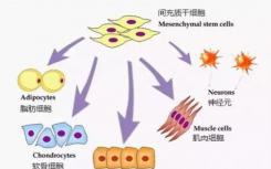 研究人員在干細胞分化時跟蹤DNA修飾和基因表達